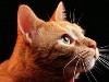 Аватар для Ginger Cat